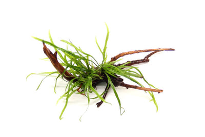 Microsorum pteropus 'Trident' auf Spiderwood-Wurzel