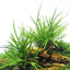 Microsorum pteropus 'Trident' auf Spiderwood-Wurzel