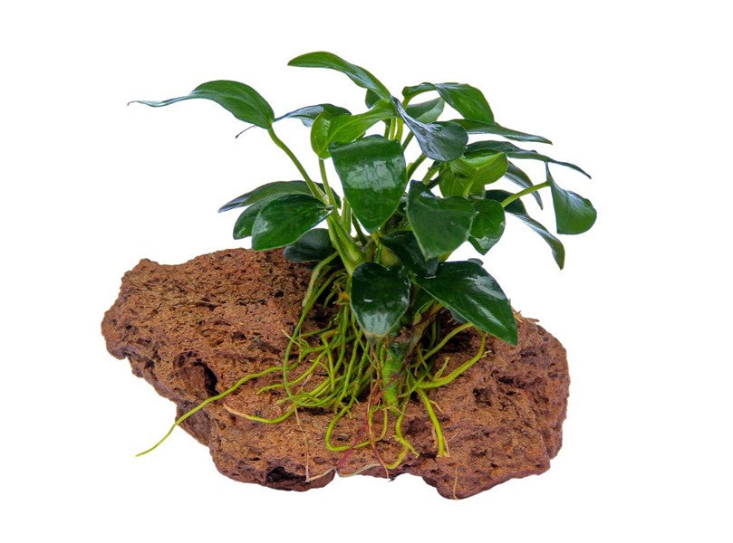 Anubias nana Bonsai auf Stein