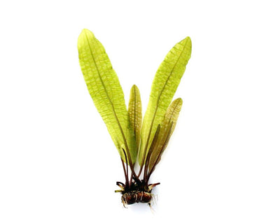 Aponogeton boivinianus