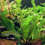 Aponogeton boivinianus