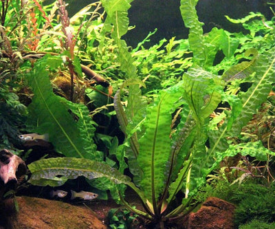 Aponogeton boivinianus