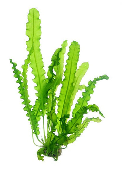 Aponogeton longiplumulosus