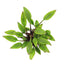 Cryptocoryne lutea 'Hobbit'