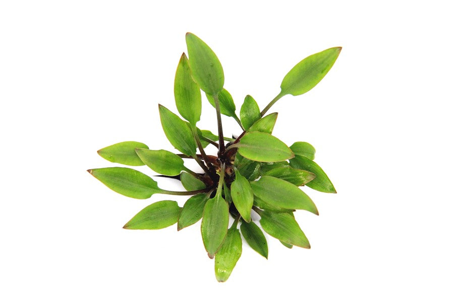 Cryptocoryne lutea 'Hobbit'