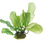 Aponogeton madagascariensis