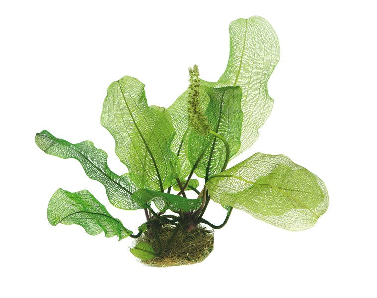 Aponogeton madagascariensis