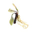 Aponogeton madagascariensis