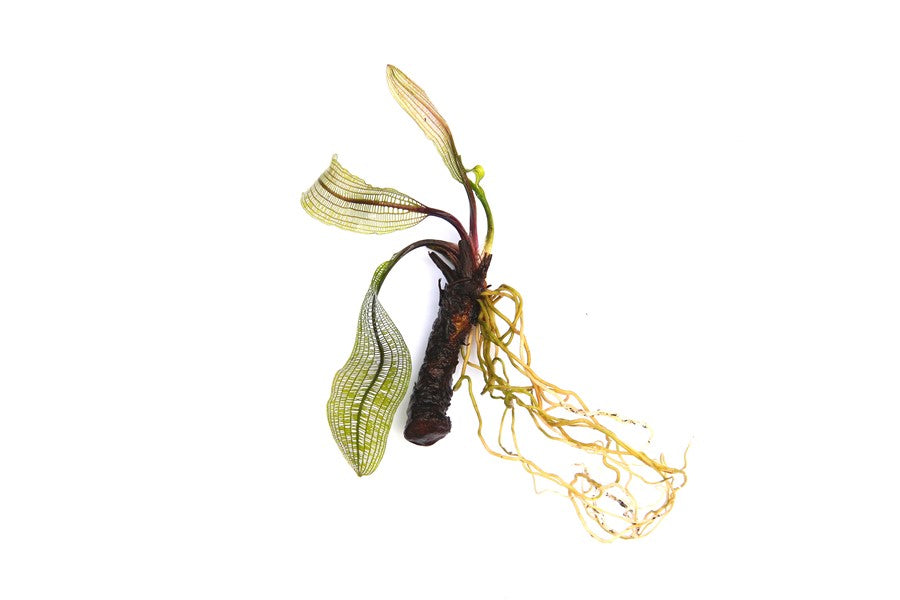 Aponogeton madagascariensis