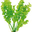 Aponogeton ulvaceus