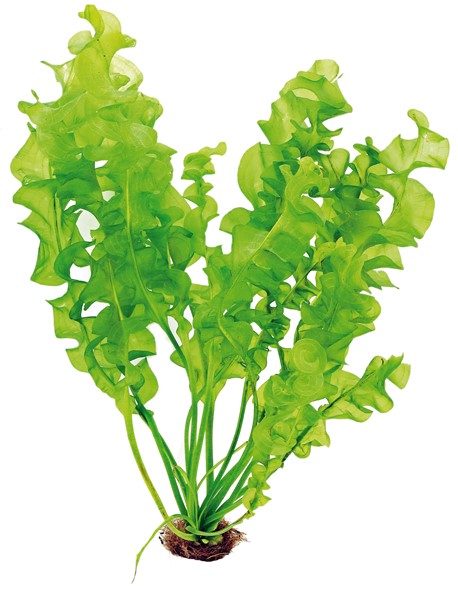 Aponogeton ulvaceus