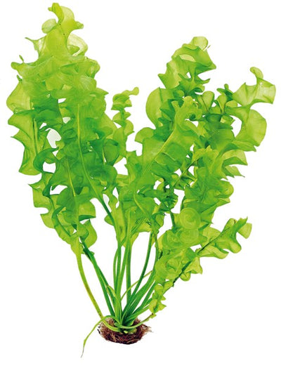 Aponogeton ulvaceus