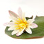 Nymphaea lotus 'Red'