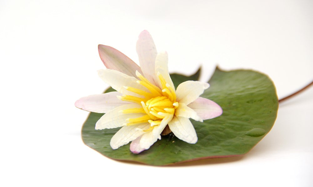 Nymphaea lotus 'Red'