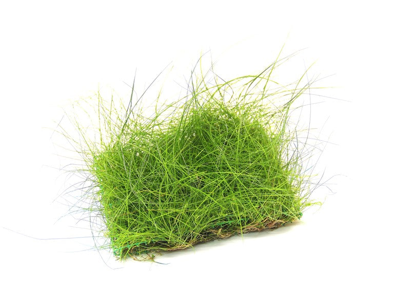 Eleocharis acicularis Pad