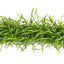 Lilaeopsis brasiliensis Pad-Streifen