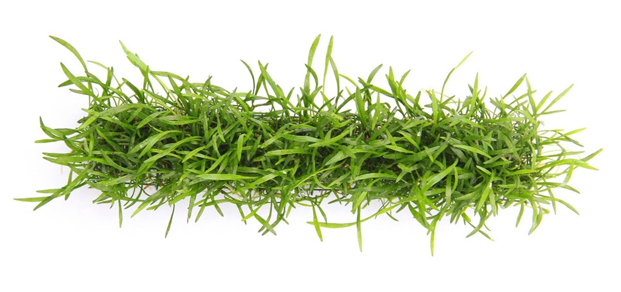 Lilaeopsis brasiliensis Pad-Streifen