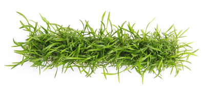 Lilaeopsis brasiliensis Pad-Streifen