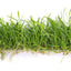 Lilaeopsis brasiliensis Pad-Streifen