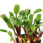 Cryptocoryne lutea 'Hobbit'