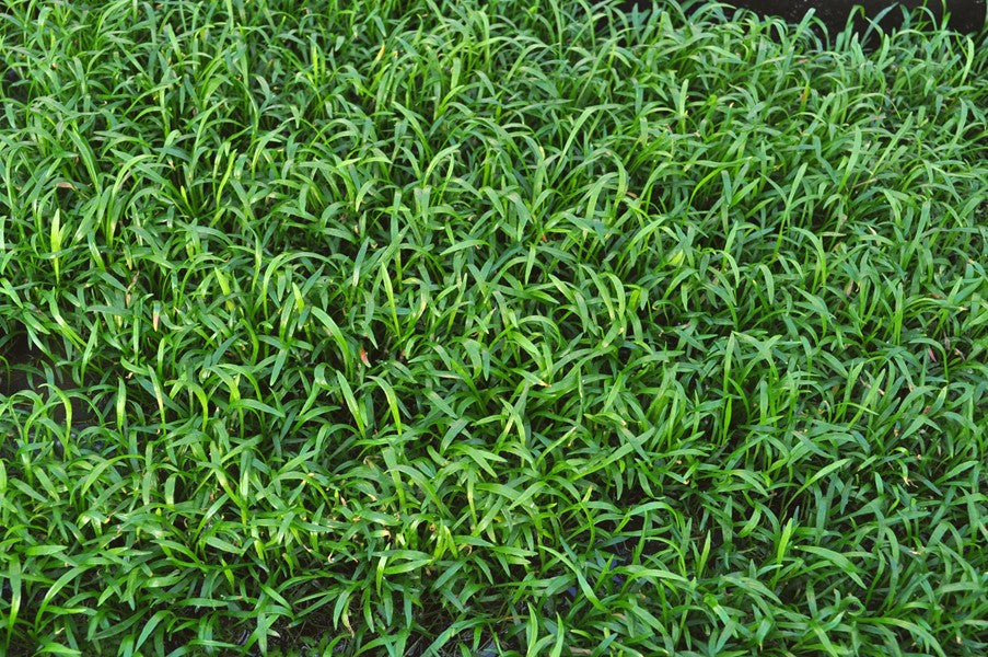 Lilaeopsis brasiliensis Pad