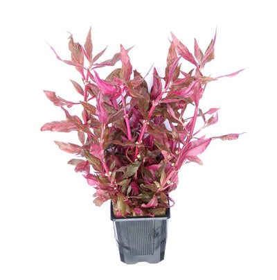 Alternanthera reineckii ´Red Ruby´ XXL-Schaupflanze