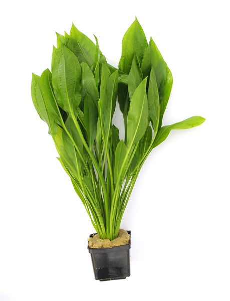 Echinodorus grisebachii 'Bleherae' Schaupflanze
