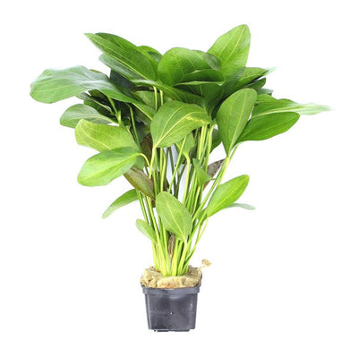 Echinodorus Ozelot Schaupflanze