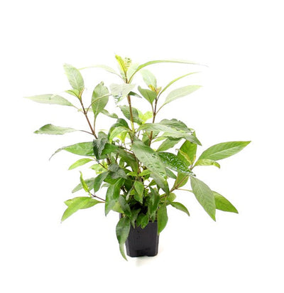 Hygrophila corymbosa 'Stricta' XXL-Schaupflanze