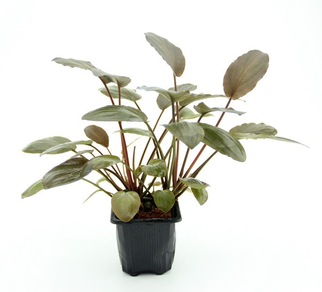 Lagenandra meeboldii Rot XL-Schaupflanze