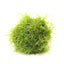 Java Moos Ball