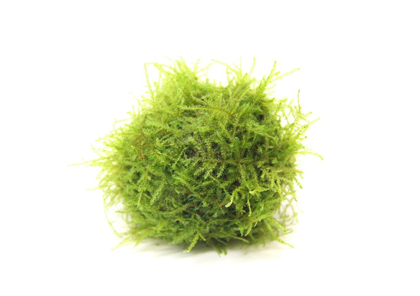Java Moos Ball