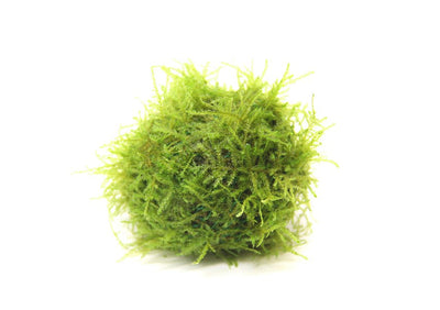Java Moos Ball
