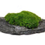 Slate Rock mit Aegagropila