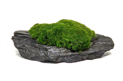 Slate Rock mit Aegagropila