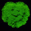 Leptoseris spp. (Premium) (frag) NZ