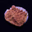 Leptoseris spp. (Premium) (frag) NZ