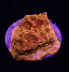 Leptoseris spp. (Ultra) (frag) NZ