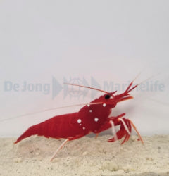 Lysmata debelius