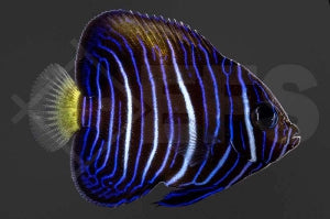 Arabischer Kaiserfisch "Gelbe Sichel" (Pomacanthus maculosus)