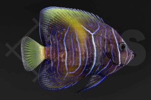 Arabischer Kaiserfisch "Gelbe Sichel" (Pomacanthus maculosus)