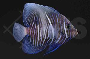 Arabischer Kaiserfisch "Weiße Sichel" (Pomacanthus maculosus)