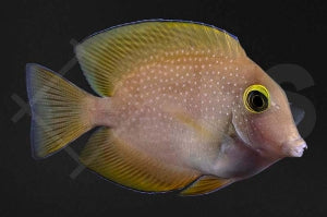 Indischer Borstenzahndoktorfisch (Ctenochaetus truncatus)