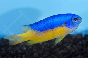 Neon Demoiselle (Pomacentrus coelestis)