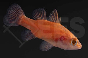 Flammen Kardinalbarsch (Fowleria flammea)
