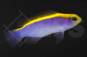 Gelbrücken Zwergbarsch (Pseudochromis flavivertex)