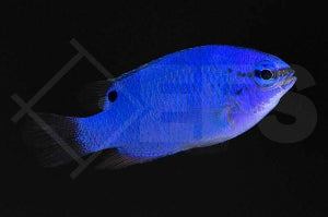 Saphir Demoiselle (Chrysiptera cyanea)