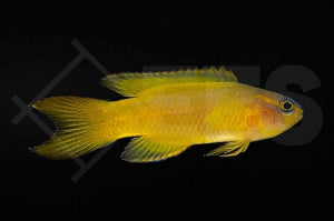 Gelber Mirakelbarsch (Assessor flavissimus)