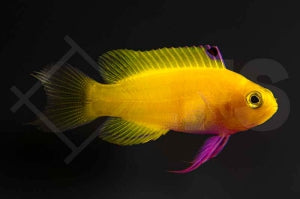 Goldener Feenbarsch "Purple" (Gramma dejongi)