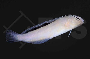 Smith's Disco Blenny (Meiacanthus smithi)